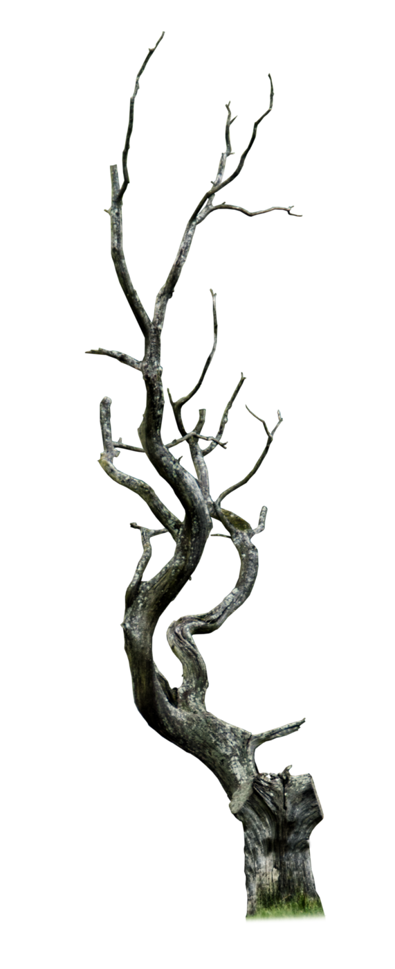 571x1398 Baredead Trees