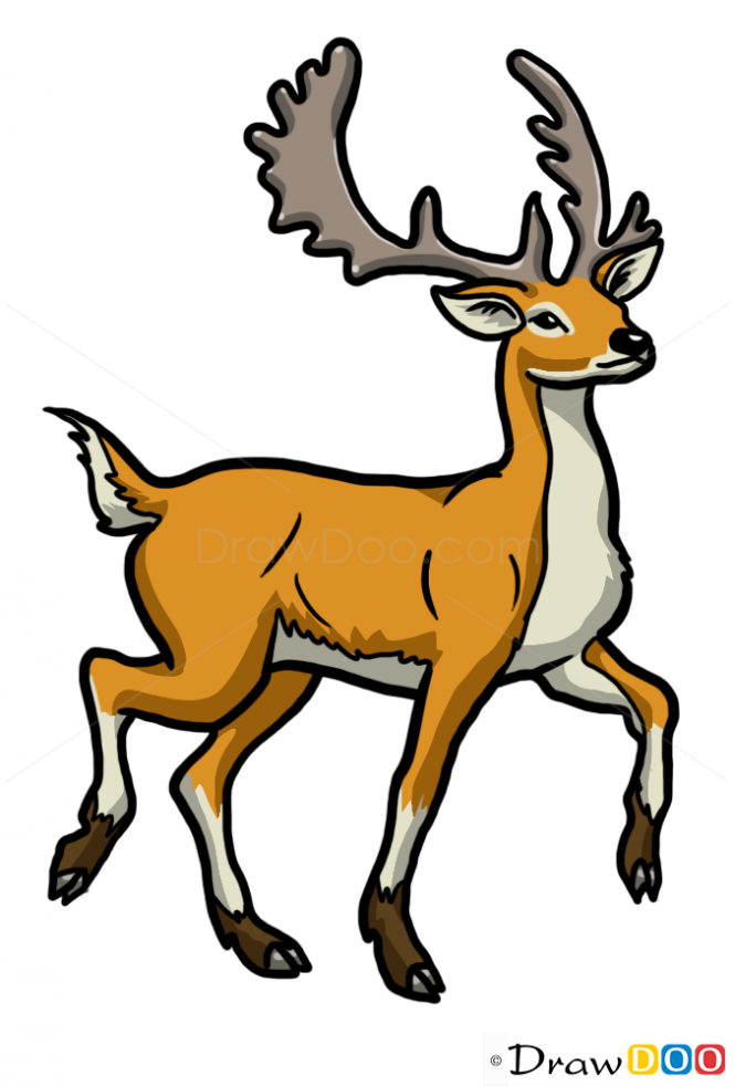 665x982 How To Draw Deer, Wild Animals Deer Drawing, Drawings, Deer