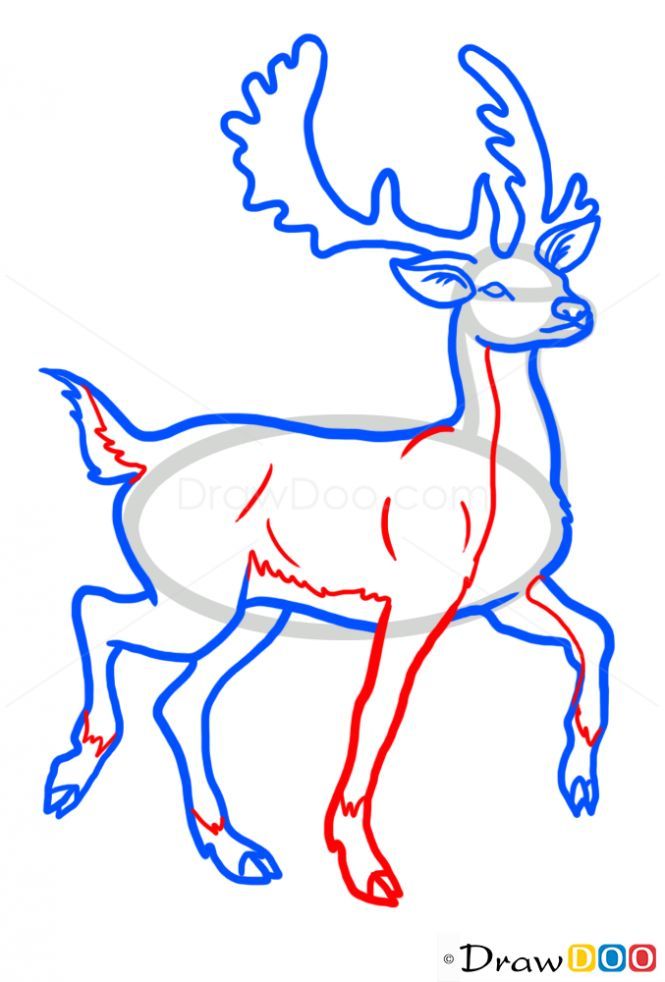 665x982 How To Draw Deer, Wild Animals Chalkboard Art In Deer