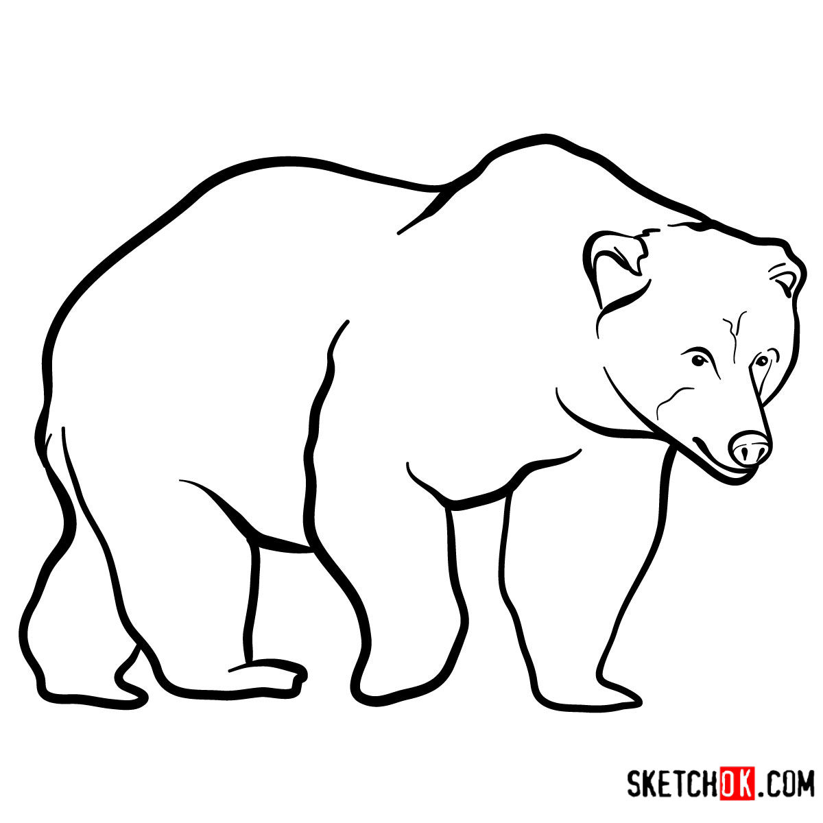 1200x1200 How To Draw A Brown Bear Wild Animals