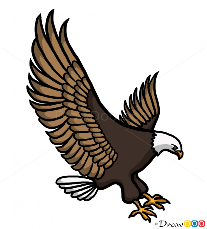 665x738 How To Draw Eagle, Wild Animals Birds Drawing In Eagle