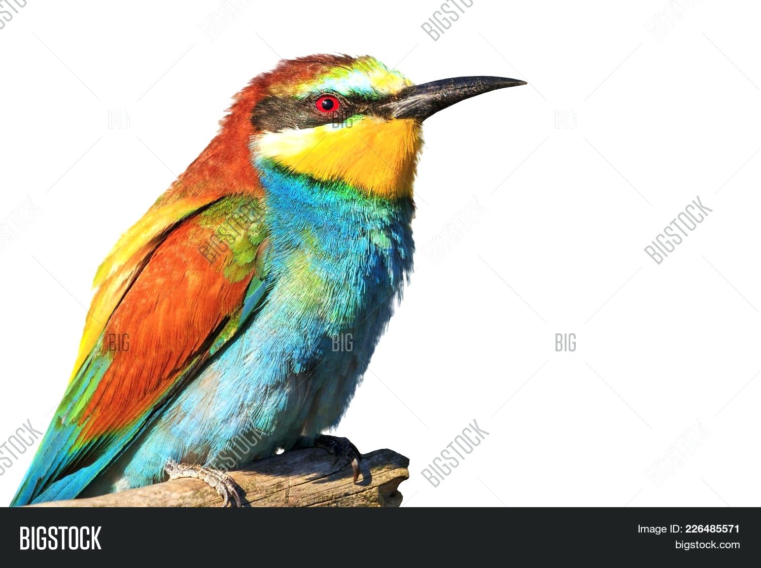 1500x1120 Bright Colored Birds Natury Club