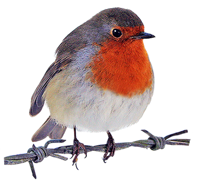 384x360 Robin Clipart Favorites Bird Drawings, Birds, Vintage Birds