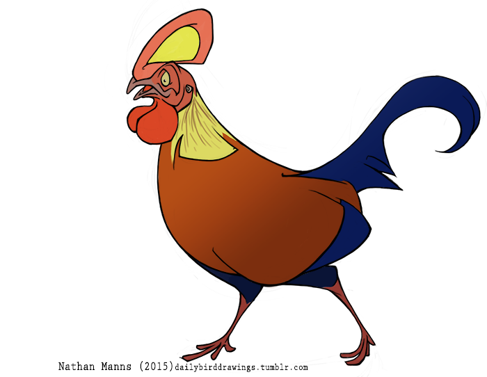 700x542 Daily Bird Drawings Day Sri Lankan Junglefowl The National