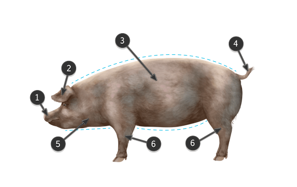 600x378 How To Draw Animals Domestic Pigs, Wild Boars, And Warthogs