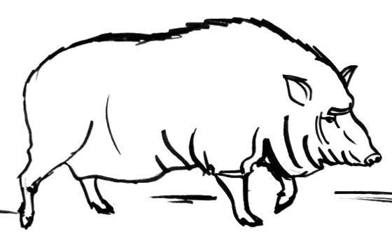 560x354 How To Draw A Wild Boar