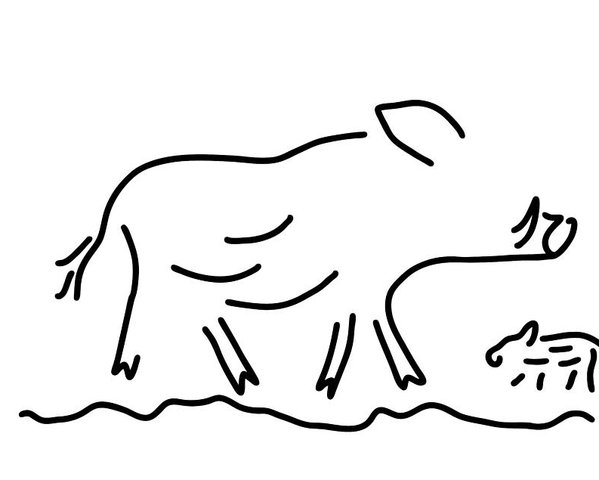 599x480 Wild Boar Young Wild Sow Poster