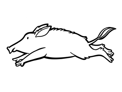 400x300 Wild Pig
