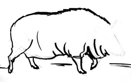450x284 Wild Boar