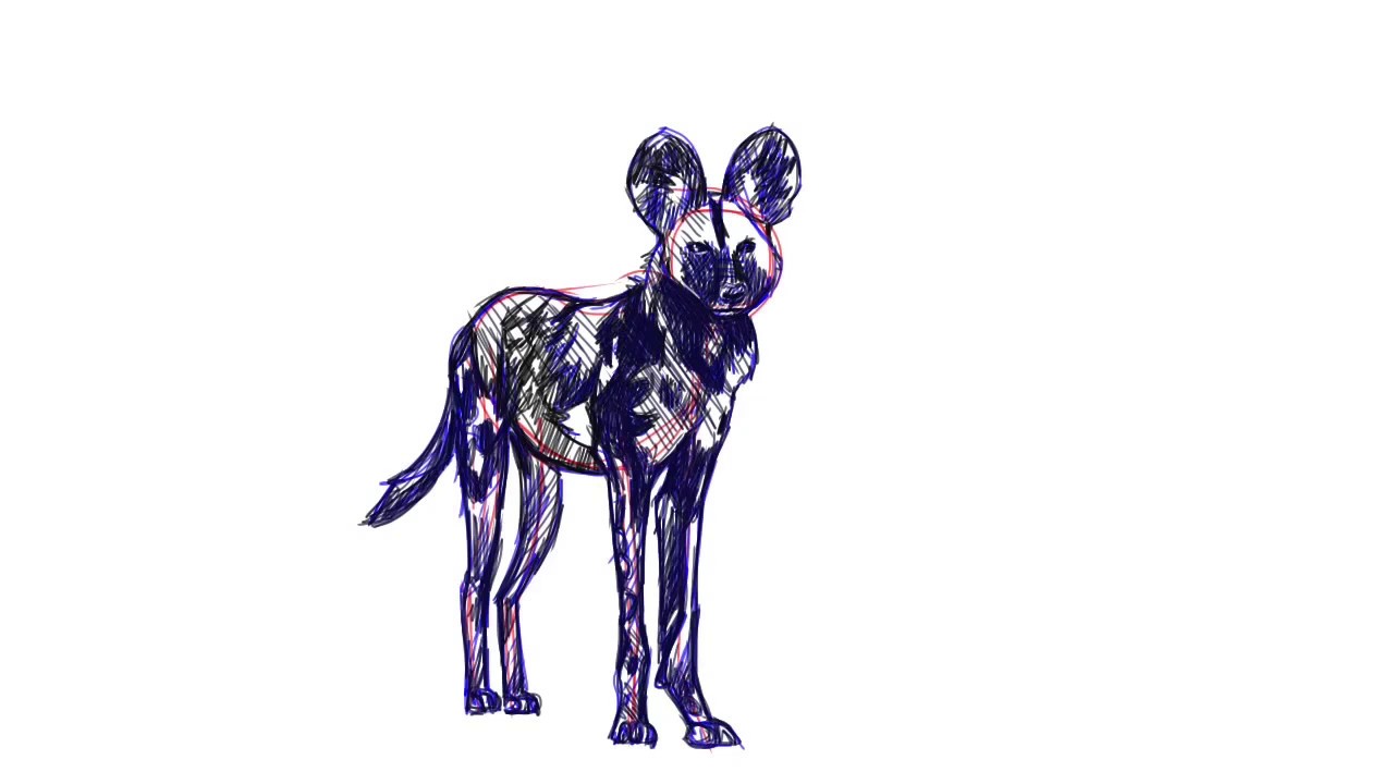 1280x720 How To Draw An African Wild Dog