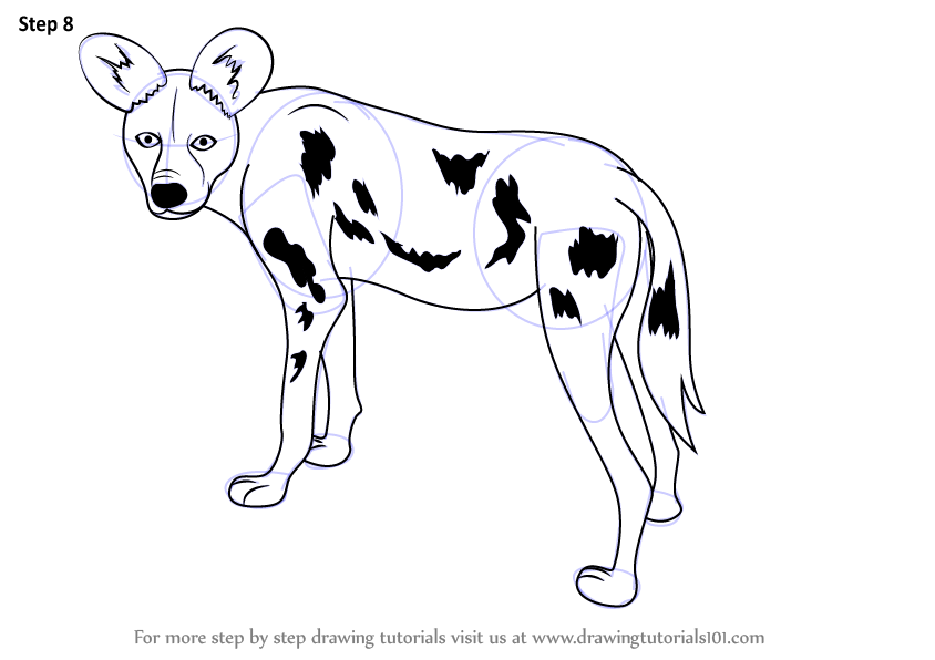 844x596 Learn How To Draw A African Wild Dog