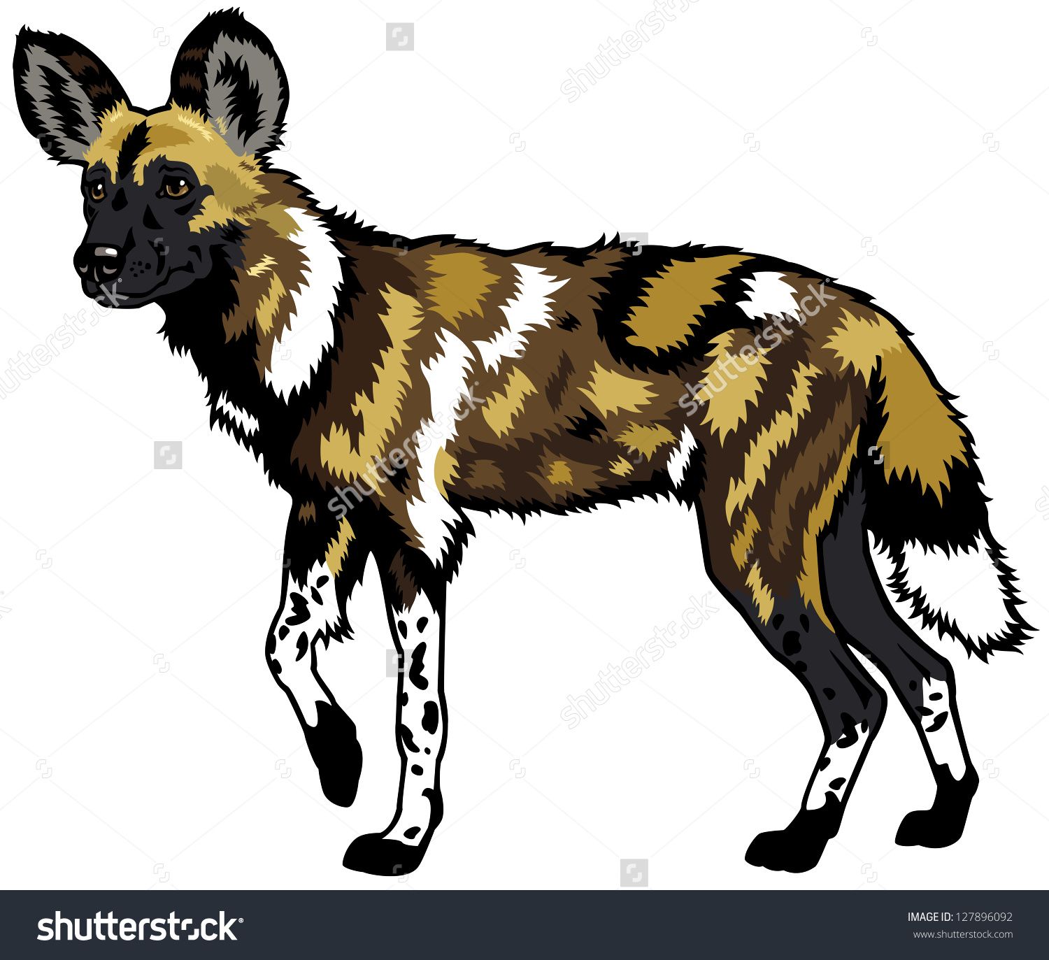 1500x1373 African Wild Dog,lycaon Pictus,animal Of Africa,side View Picture