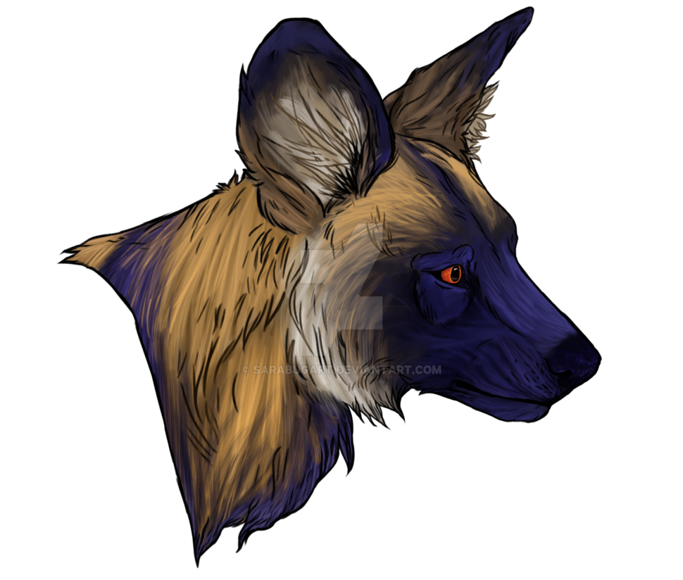 970x824 African Wild Dog