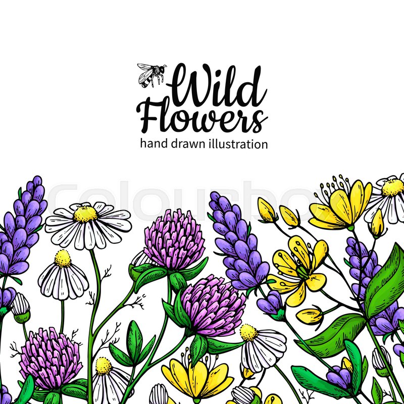 800x800 Wild Flowers Vector Drawing Set Stock Vector Colourbox