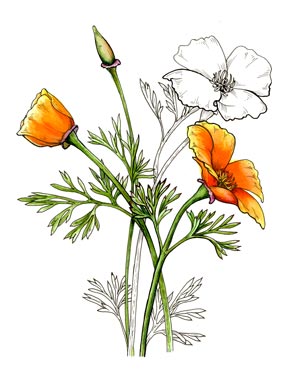 300x391 Cnps Wildflower Show Poppy Quail