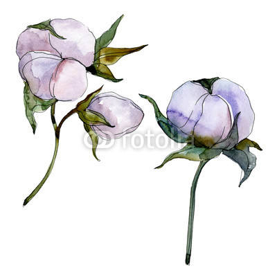 400x400 Cotton Floral Botanical Flower Wild Spring Leaf Wildflower