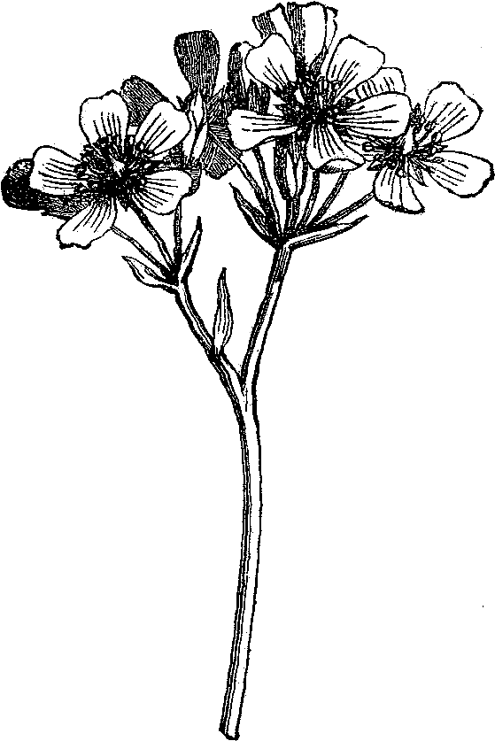 559x837 Hd Digital Wildflower Downloads