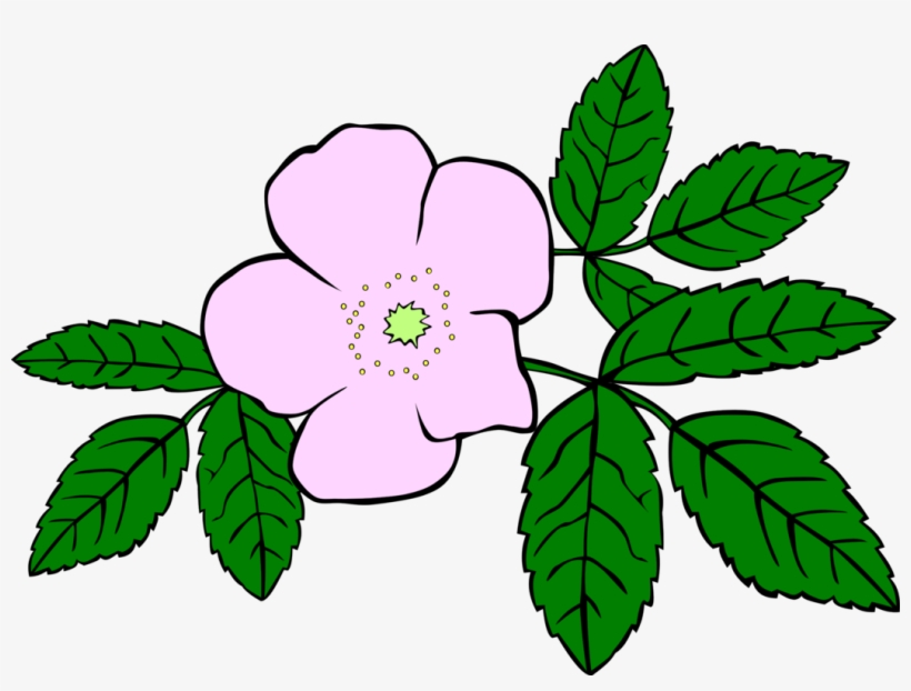 820x622 prickly wild rose drawing download flower watercolor