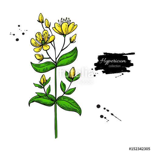 500x500 St John S Wort Vector Drawing Set Isolated Hypericum Wild Flower