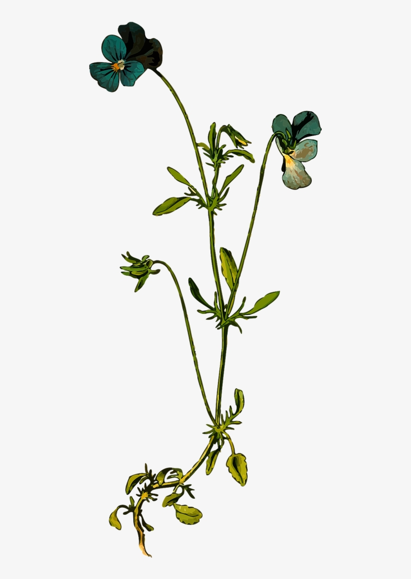 820x1153 Wild Flower Drawing At Getdrawings