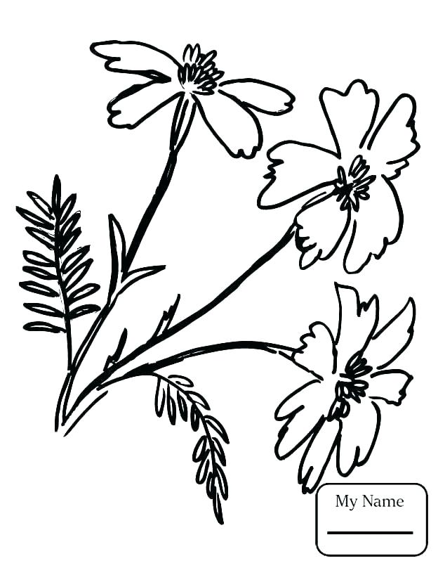 624x808 Wildflower Coloring Pages Marigold