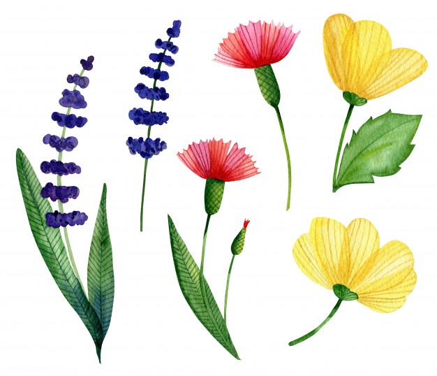 626x538 Wildflower Vectors, Photos And Free Download