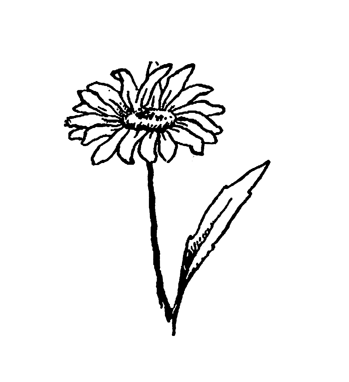 1200x1310 Drawn Wildflower Daisy Flower Free Clip Art Stock Illustrations