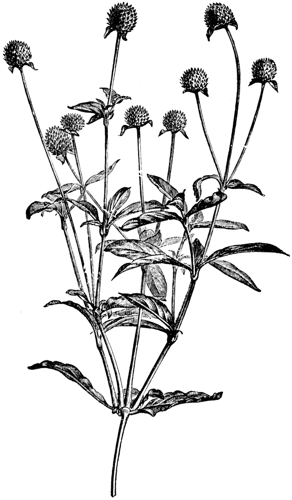 598x1024 Wildflower Drawing Red For Free Download