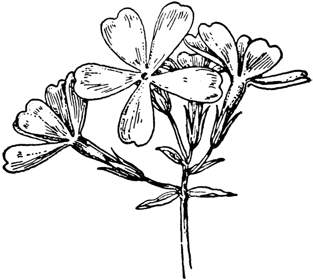 640x573 Wildflower Drawing Phlox For Free Download