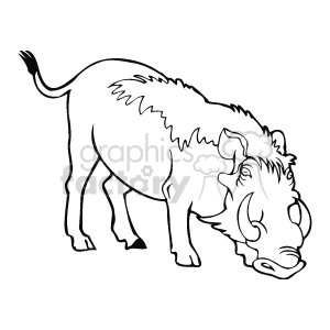 300x300 Black And White Wild Boar Hog Clipart Royalty Free Clipart