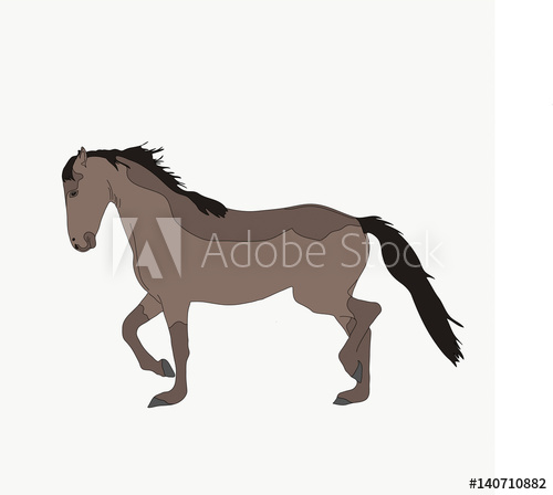 500x448 Portrait Of A Namib Desert Wild Horse, Hand Drawn Vector