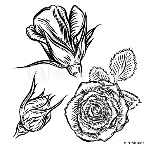 500x500 Tattoo Concept Rose Flowers Set Tattooing Idea Collection Style