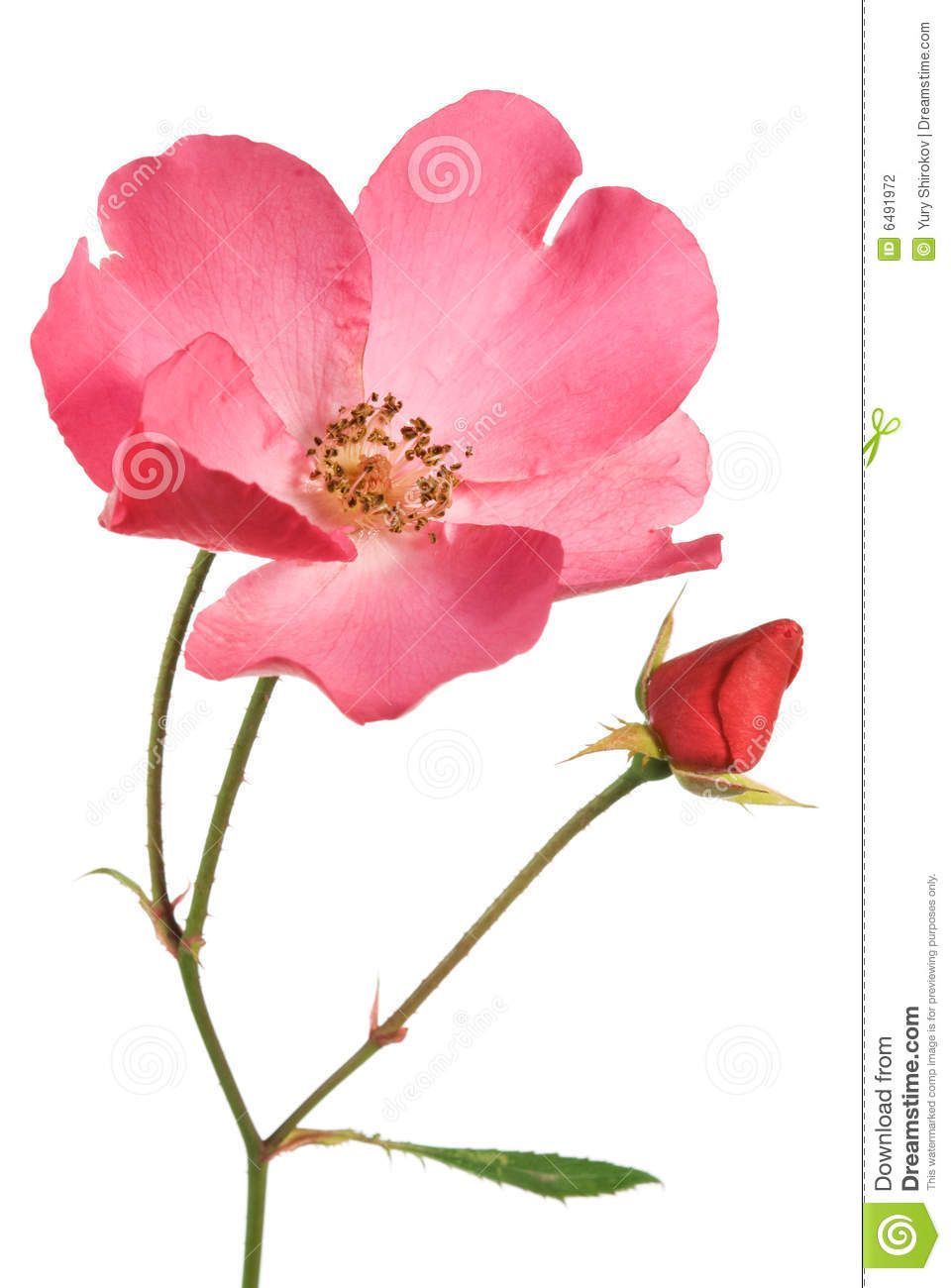 960x1300 Alberta Wild Rose Flower