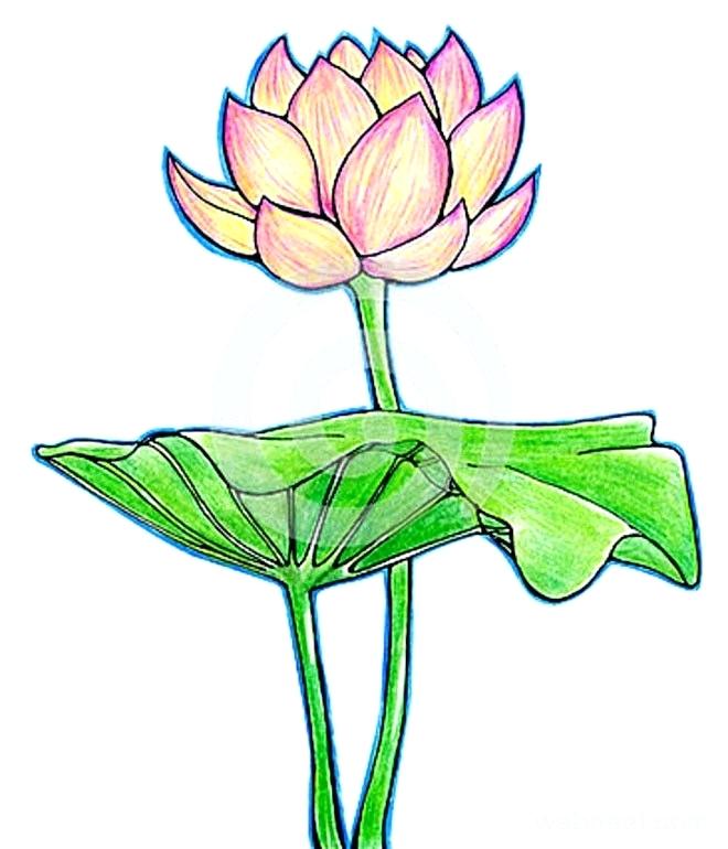 660x770 Drawing Of Flower Zupa