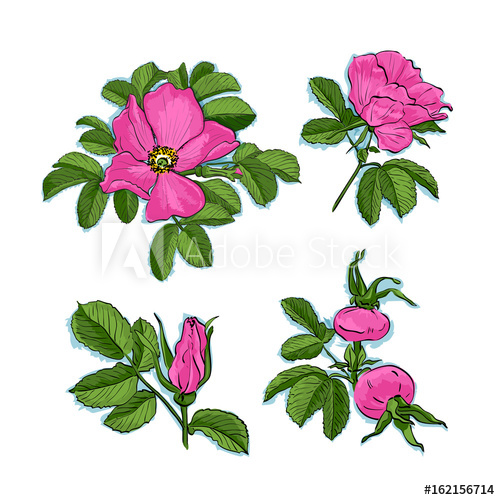 500x500 Dog Rose Drawing Flowers, Hand Drawn Wild Rose Isolated Botanical