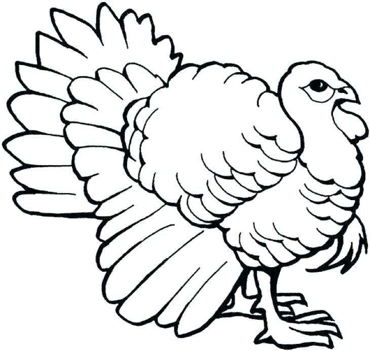730x691 Wild Turkey Coloring Pages Or Elegant Turkey Drawing Ebes