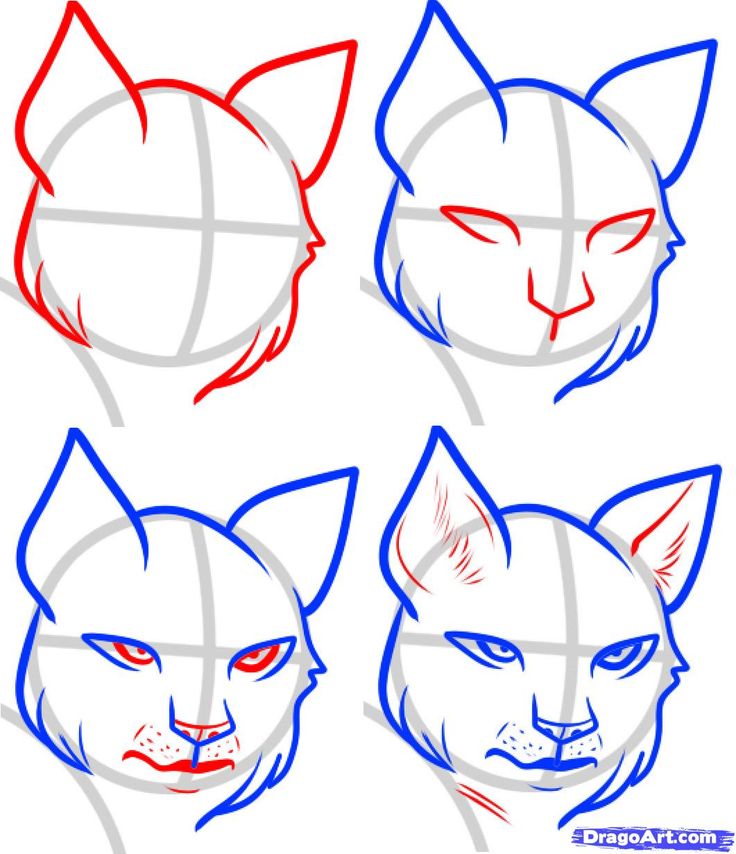 736x854 How To Draw A Wildcat Face Best Wildcats Images