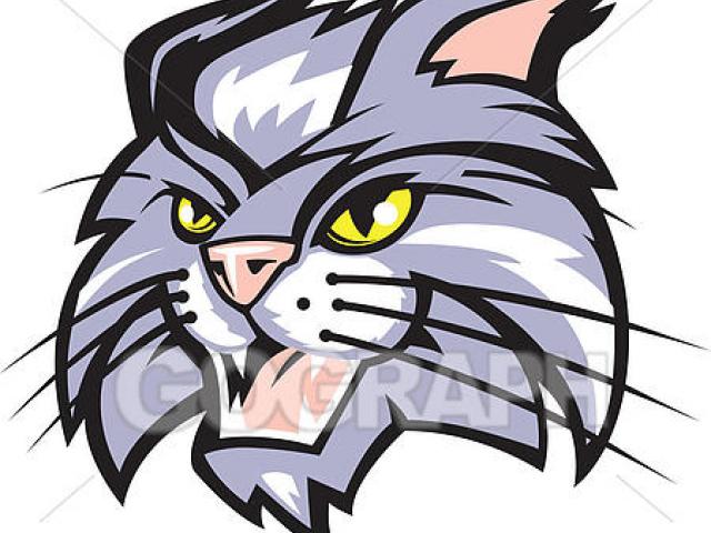 640x480 Wildcat Clipart Drawing