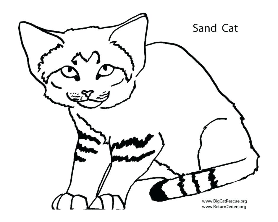 940x752 How To Draw A Wild Cat