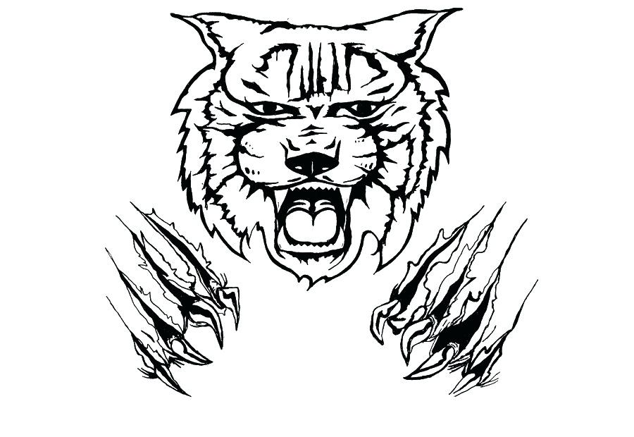 900x620 How To Draw A Wildcat Step