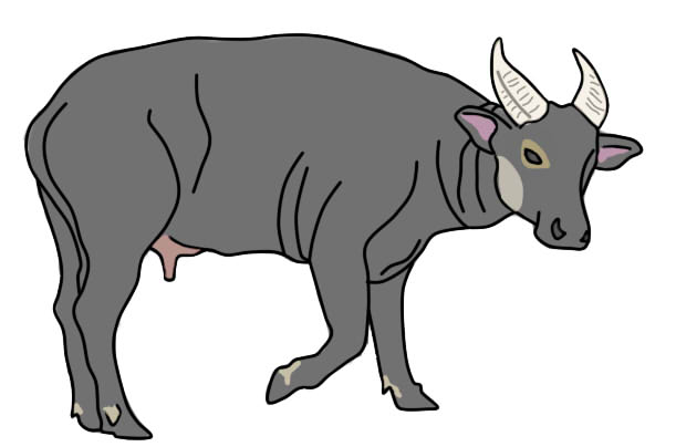 611x404 carabao cartoon drawing carabaothecrusaderwhosaidni