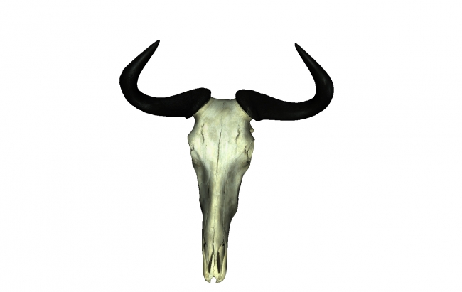 650x411 Blue Wildebeest Skull Printing Model