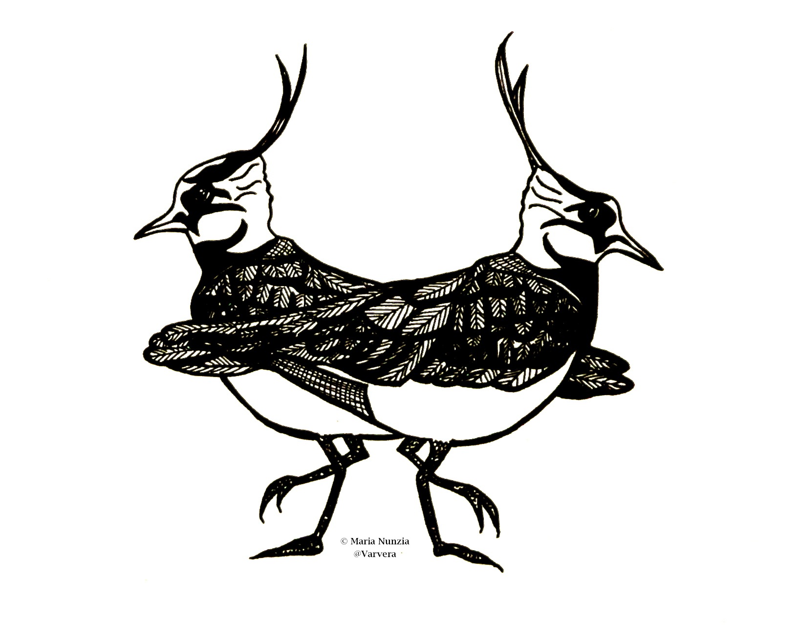 1633x1282 Field Notes From The Edge Illustrations