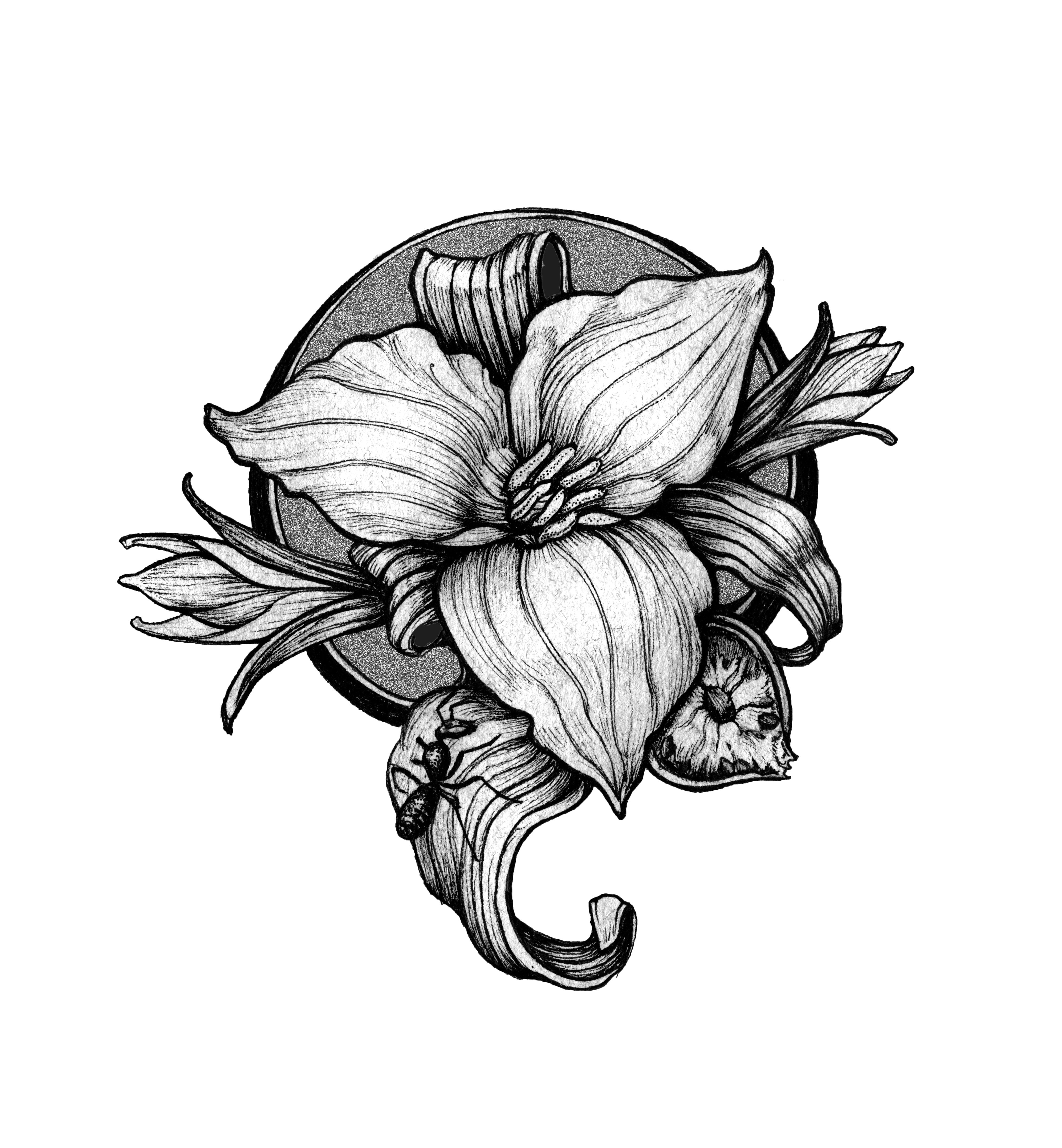 3987x4308 White Trillium Drawing