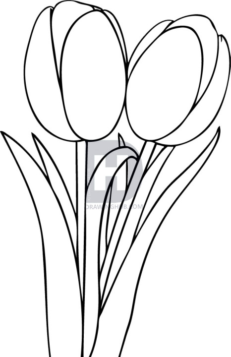 466x720 How To Draw Tulips, Step