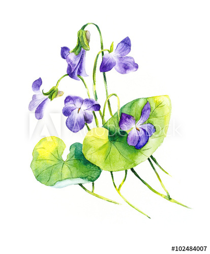 413x500 Bouquet Of Violets Violets Background, Watercolor Composition