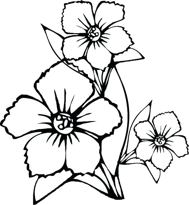 615x667 Wildflower Coloring Pages Bouquet Drawing At Free For Personal