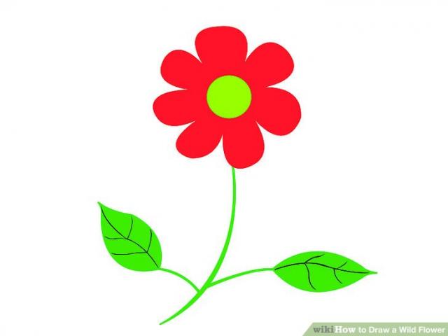 640x480 Drawn Wildflower Drawing