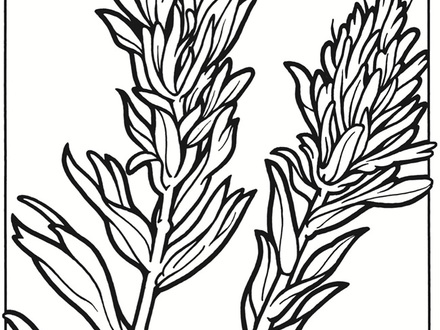 440x330 Wildflower Coloring Pages, Coloring Pages Wild Flowers Free