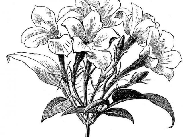 640x480 Free Drawn Wildflower, Download Free Clip Art